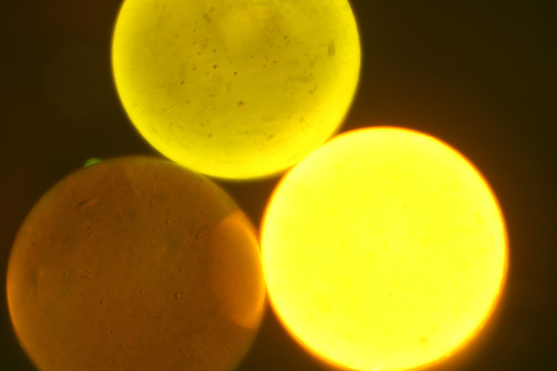 Des microparticules de plastique teintées observée par microscopie fluorescente, la technique utilisée par le CSEM pour détecter la quantité de polluants dans les eaux européennes. (Photo : CSEM)