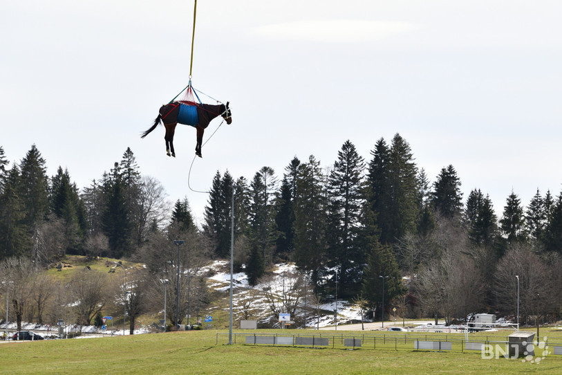 Les chevaux étaient sédatés et surveillés par des vétérinaires pendant leur vol. (photo : Georges Henz)