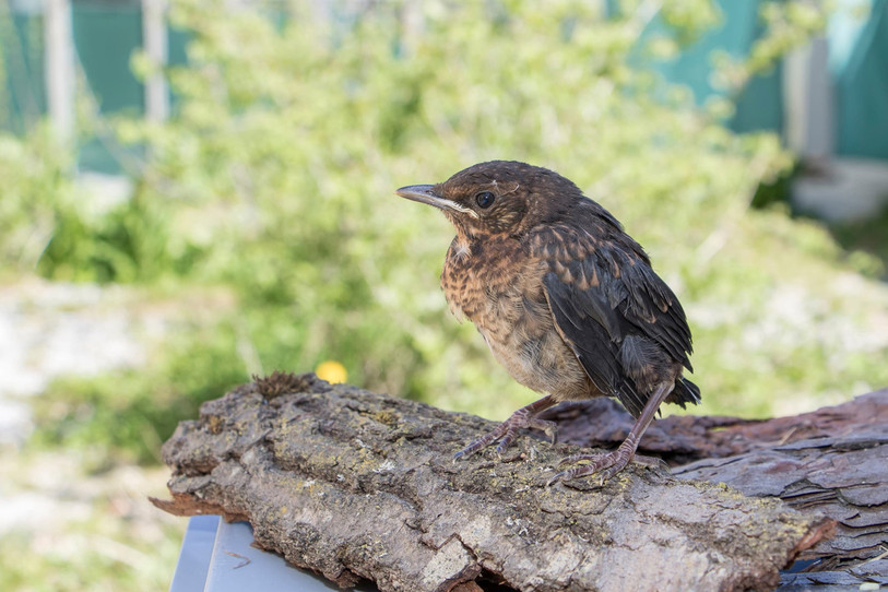 Ce jeune merle a déjà quitté le nid, mais n’est pas encore indépendant. Dans la nature, il continuerait à être pris en charge par ses parents. (Photo : Station ornithologique suisse)