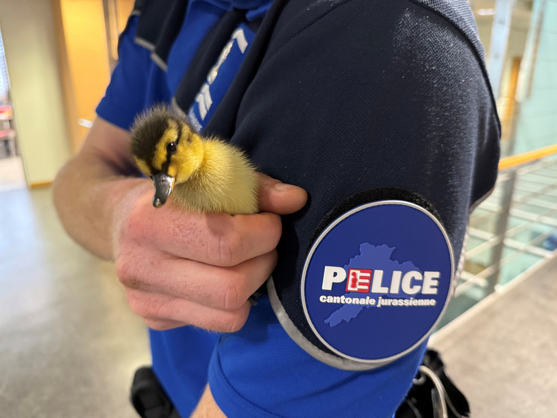 Une opération particulière s’est déroulée ce
lundi matin, vers 7h45, sur l’autoroute en Ajoie. Plusieurs automobilistes ont
signalé la présence d’une famille de canards sur la chaussée, entre Courgenay
et Porrentruy.