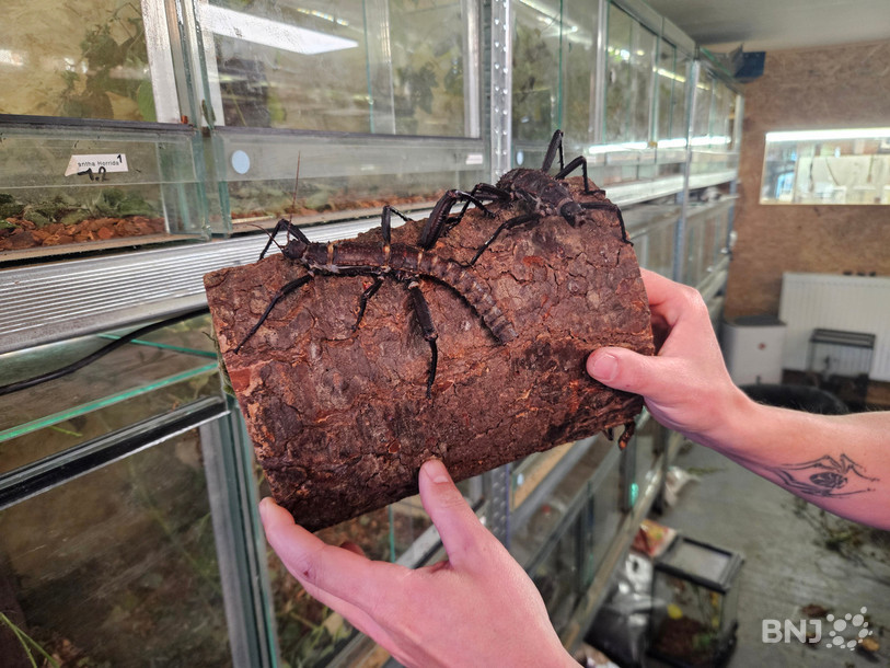 Exemple d'insectes impressionnants que le public du Domaine de Bel-Air pourra découvrir dès fin mai.