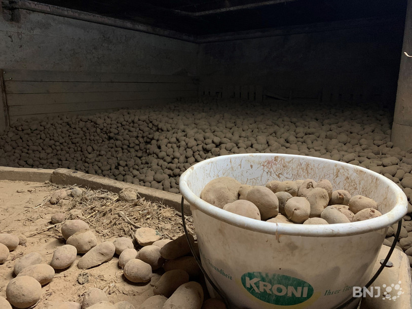 Plusieurs tonnes de pommes de terre sont stockées dans la cave d'Alain Buchwalder à Delémont.