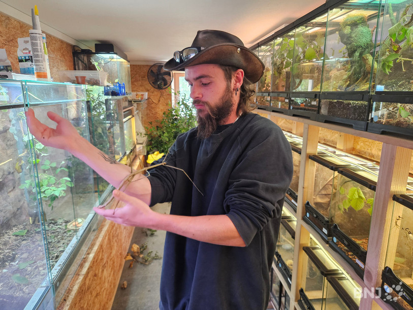 Entomophobes s'abstenir! Ici, un phasme bâton qui grimpe sur Dylan Quiquerez.