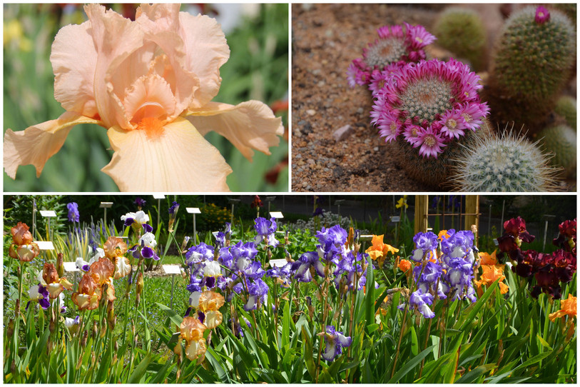 La traditionnelle floraison des iris et des cactus offre un spectacle coloré aux visiteurs du jardin botanique de JURASSICA à Porrentruy. (Photos : JURASSICA)