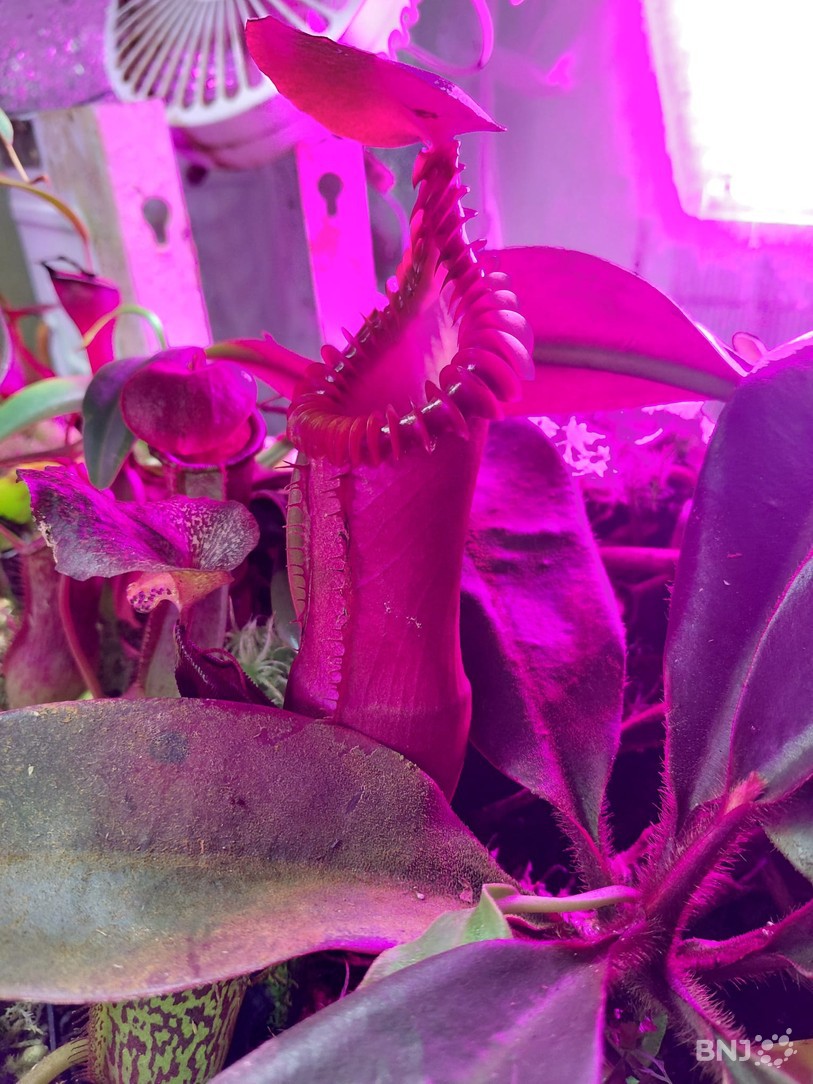 plante carnivore