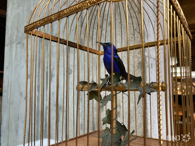 Les visiteurs auront l'opportunité d'écouter cet oiseau chanter à l'occasion de la Nuit et du Jour des musées au MIH.