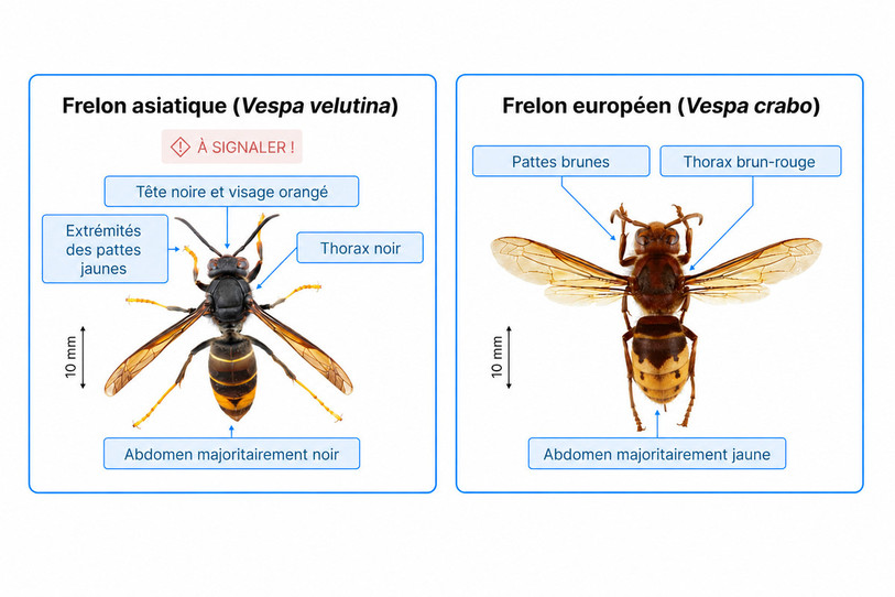 Les personnes ayant aidé à débusquer un nid de frelon asiatique recevront un pot de miel. (Illustration : frelonasiatique.ch.)