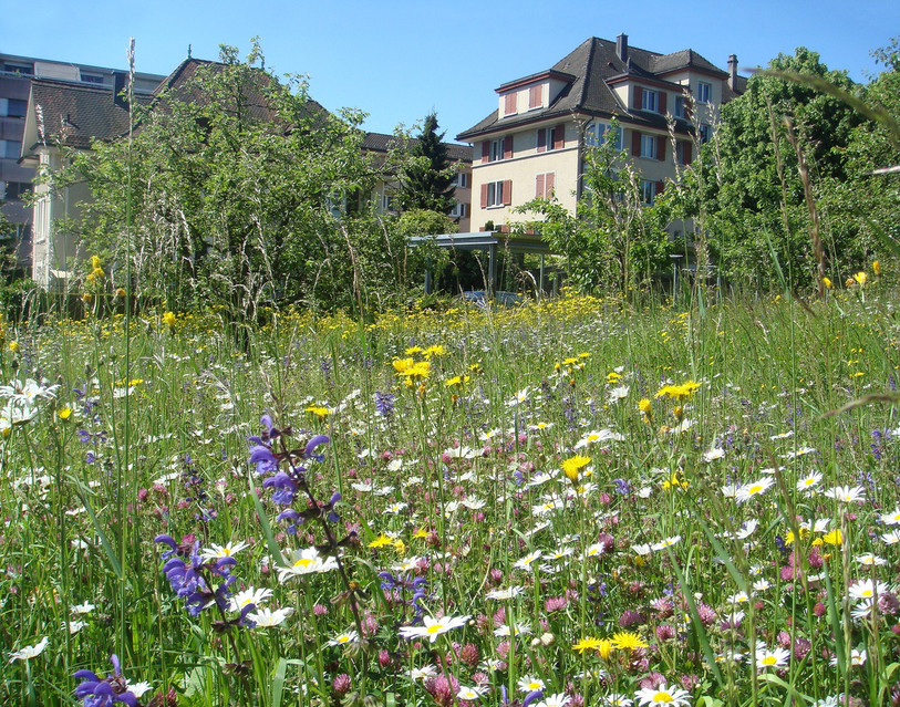 Les pesticides de synthèse utilisés par les citoyens mettent à mal la biodiversité des jardins. (Photo : BirdLife Suisse).