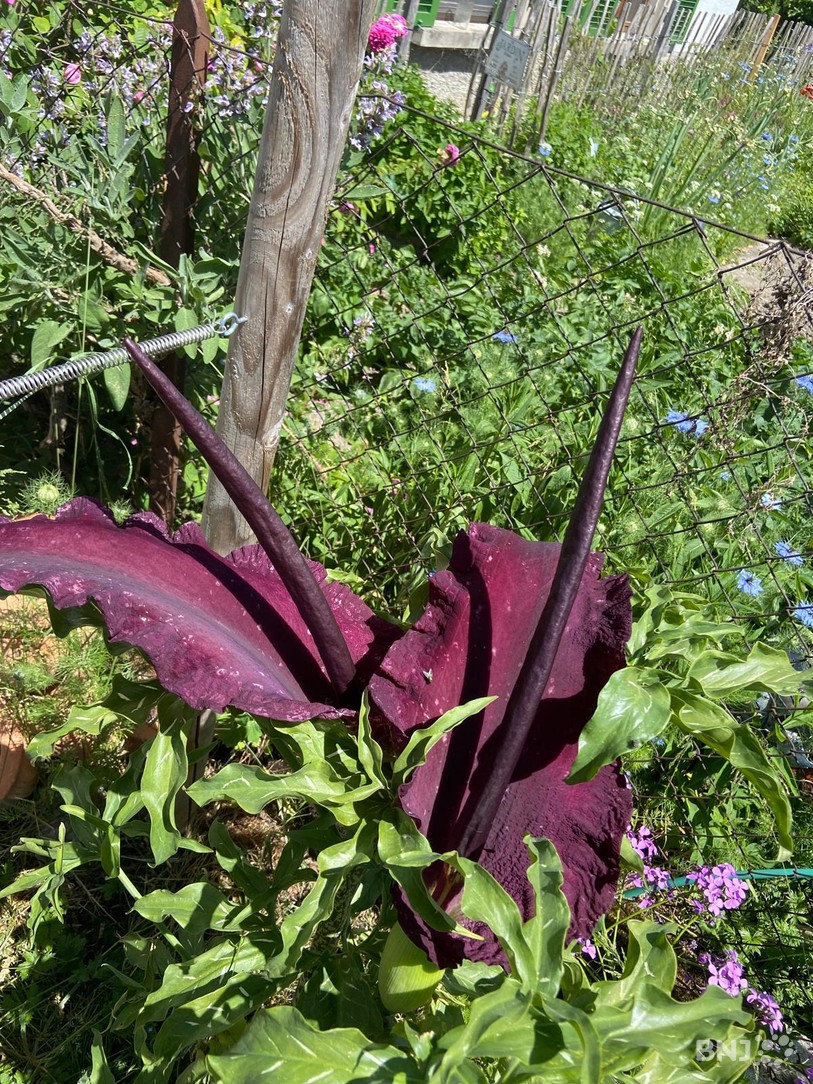 La plante Dracunculus vulgaris de Katiou Racine