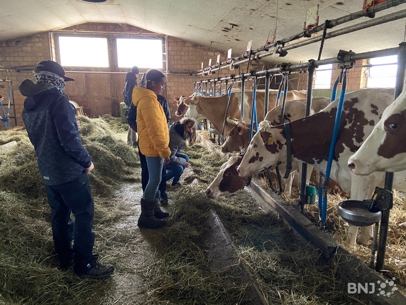 Les écoliers de Cortébert se sont notamment rendus dans l'écurie de la famille Lerch pour aller à la rencontre des vaches de l'exploitation.