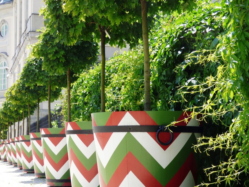 arbuste en pot