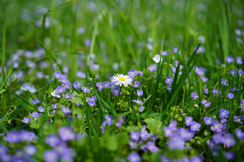 La journée de récolte des pesticides de synthèse vise à favoriser la biodiversité (photo: jura.ch). 