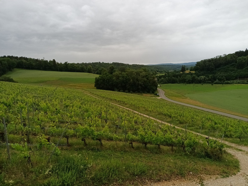 Cela fait 20 ans que la vigne de Buix a frôlé la disparition. (Photo : Sylvie Fleury)