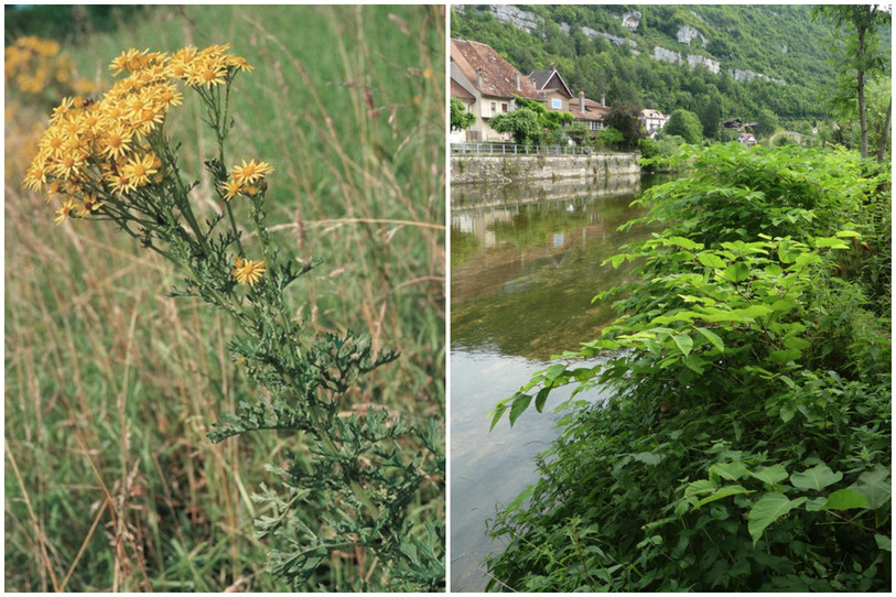 Le séneçon jacobée et la Renouée du Japon posent de nombreux problèmes dans notre région. (Photos : Canton du Jura).