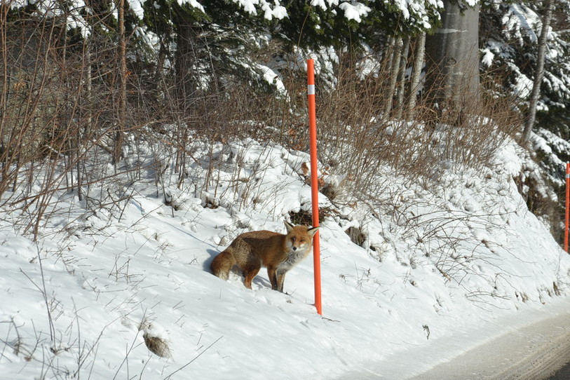 Le Parc du Doubs organise une randonnée sur la thématique des animaux en hiver