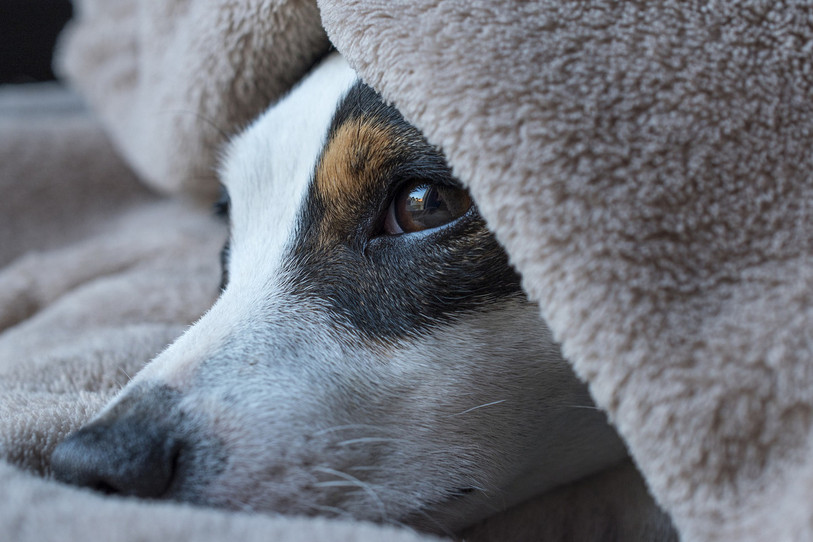 Le Jack Russel a une patte brisée. (Photo d'illustration)