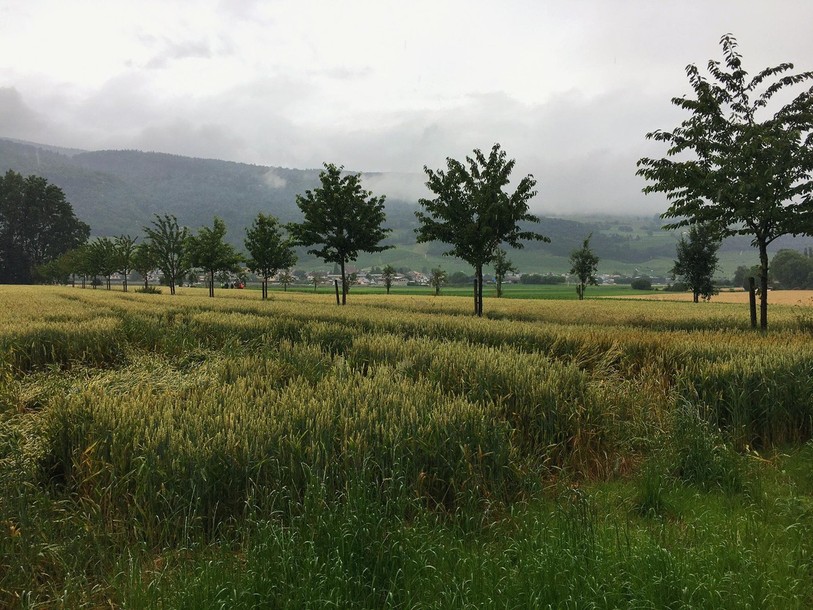 Le gratin de l'agroforesterie européenne se réunit à Neuchâtel (Photo : AGRIDEA)