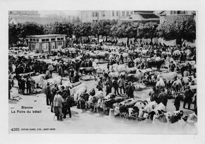 Les foires avaient une grande vocation agricole. Source : Mémoires d'Ici, Fonds Mary-Louise et Pierre Flotron