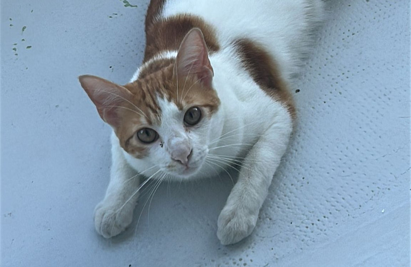 Opaline, le fauve en question qui a failli tuer Aude Bourrier (Photo : Aude Bourrier)