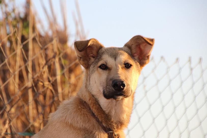 Quarante-huit chiens et chats ont été concernés en trois ans par le séquestre animal. (Photo libre de droit).