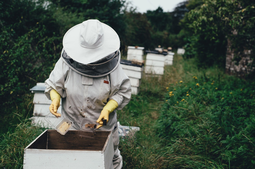 Les abeilles ont du recevoir de la nourriture complémentaire pour survivre. (Photo d'illustration)