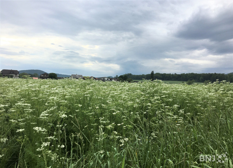 La récolte de cumin pourrait se dérouler dans quelques semaines.