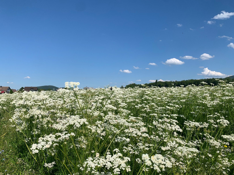 Le champ de cumin est actuellement en pleine floraison. (Photo : Sandrine Cattin).