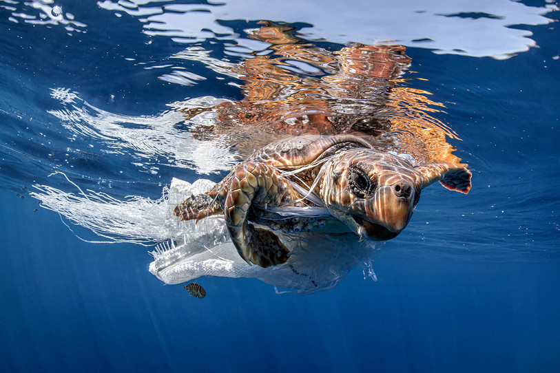Cette photographie d'une tortue de mer emmêlée dans un sac en plastique et réalisée par l'Italien David Salvatori avait reçu un coup de cœur lors de l'édition 2020 de Festisub. (Photo : David Salvatori sur festisub.ch)
