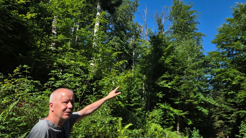 Sur les hauteurs de Villars-sur-Fontenais, le garde-forestier du triage forestier Dominique Wahl pointe les premiers signes visibles de la sécheresse à la cime des hêtres.