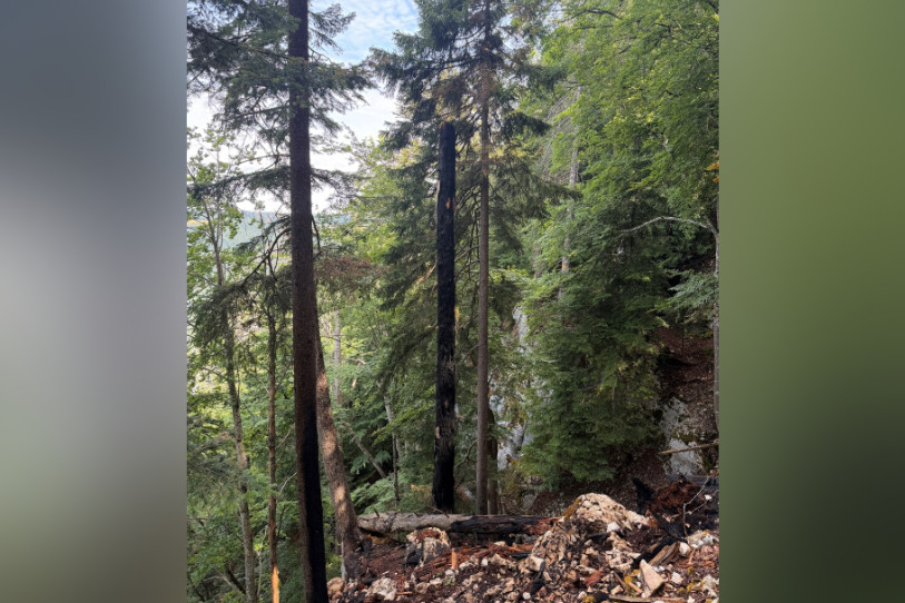 Le feu se propageait sous terre et embrasait ici ou là la foret en surface (photo : SIS). 