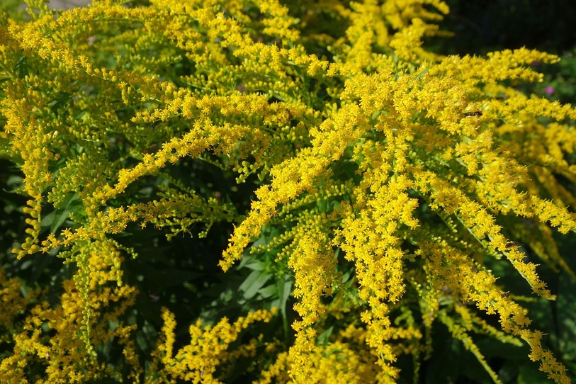 La verge d'or est une plante invasive