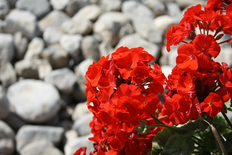 fleurs vivaces