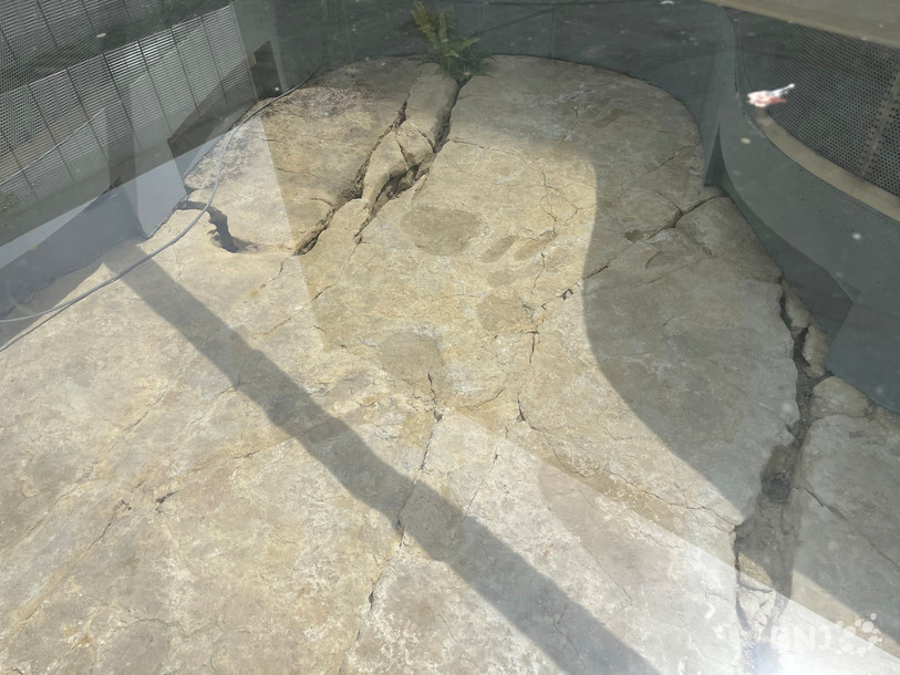 Il y a 150 millions d’années, des dinosaures se promenaient à l’entrée de Porrentruy et ont laissé leurs empreintes.