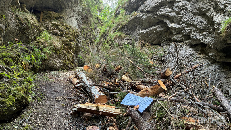 Pour préserver la faune et la flore des Gorges, les travaux d'hélitreuillage se dérouleront cet automne.