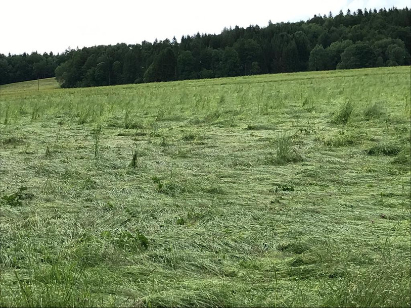Une pâture de Laurent Gerber, couchée par la grêle.