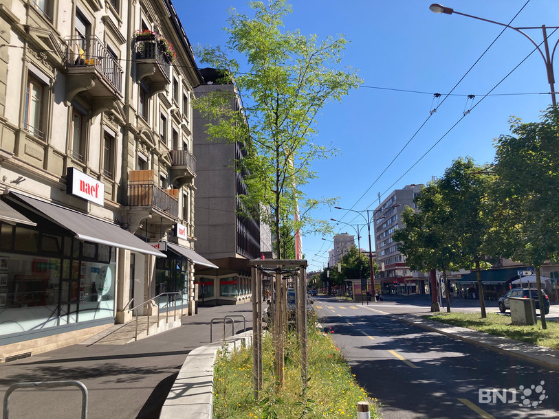 De nombreux arbres ont été plantés sur le Pod à La Chaux-de-Fonds après la tempête du 24 juillet 2023. 