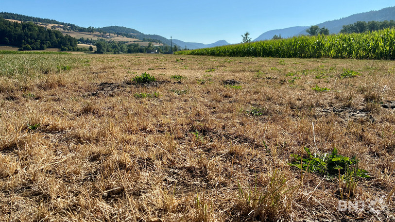 La végétation souffre des conditions météorologiques depuis plusieurs semaines. (Photo d'illustration)