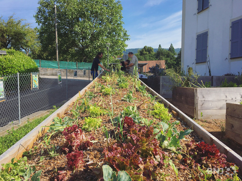Après les intempéries de ce mois de juin, les participants aux rendez-vous de permaculture à Develier replantent de nouveaux légumes et espèrent pouvoir les récolter dans quelques mois.