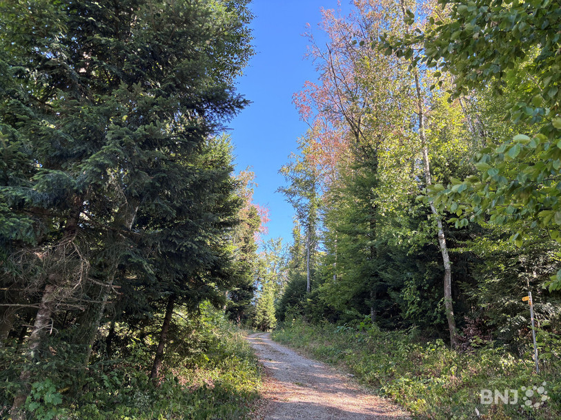 La cime des arbres est déjà rouge le long du sentier.