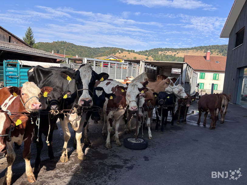 De nombreuses bêtes ont été mises à la vente ce mardi matin.