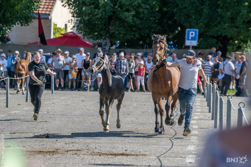 La prime de maintien de la race du cheval franches-montagnes, sauvée il y a quatre ans lors du Marché-Concours, est à nouveau menacée de réduction. (Photo archives : Jonathan Vallat)