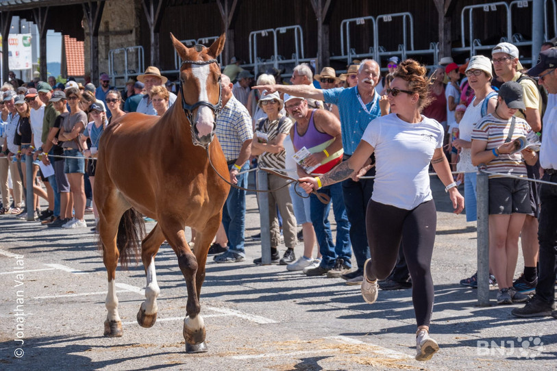La jument du conseiller fédéral bernois Albert Rösti a fait partie des chevaux exposés ce samedi. (Photo : Jonathan Vallat)