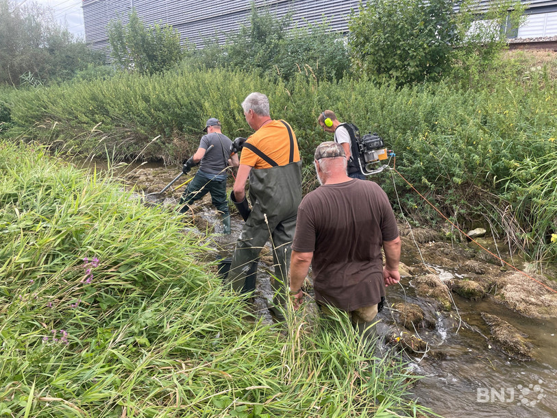 Les pêcheurs jurassiens sont allés sauver les poissons dans l'Allaine à Porrentruy.