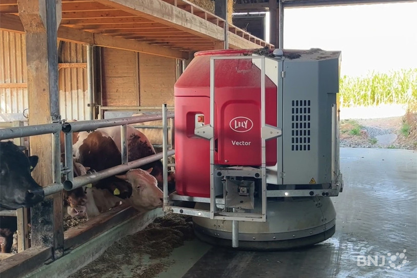 Les 300 taureaux d'engraissement de la ferme de la famille Cattin sont nourris à l'aide d'un robot électrique.