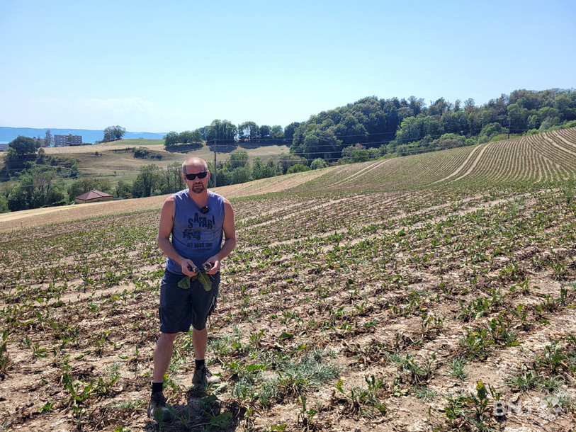 Producteur de betterave sucrière à Saint-Aubin, Dominique Mori constate les dégâts de la sécheresse et des parasites dans son champ.