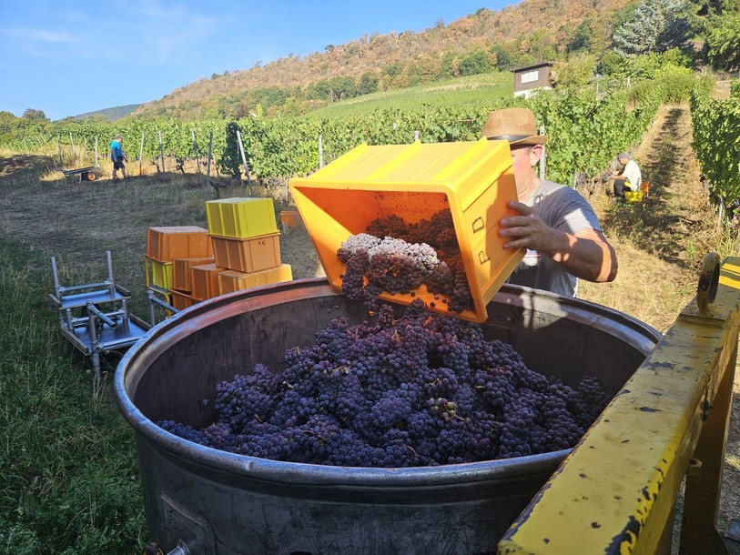 La récolte de raisins bat déjà son plein, comme ici à Cressier dans les vignes de la cave des Lauriers.
