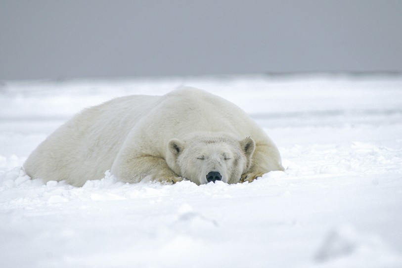 Image prétexte d’ours qui dort. Source : Unsplash