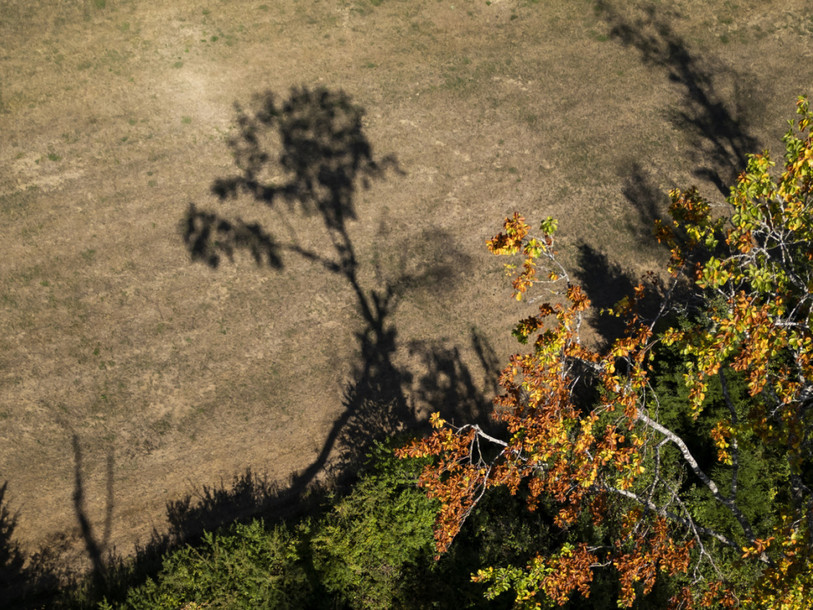 Les forêts jurassiennes souffrent face à la sècheresse. (Photo: KEYSTONE/JEAN-CHRISTOPHE BOTT)