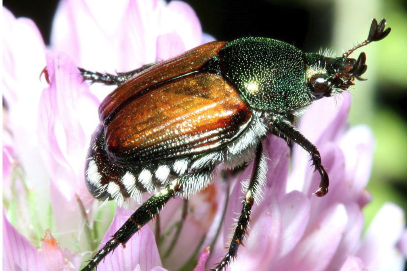 (Photo : Bruce Marlin, CC BY 3.0, via Wikimedia Commons)