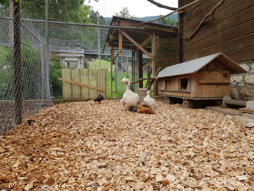 Les poules du Parc ornithologique à Bévilard.